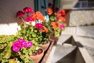 La rose des vents N 1 - 8