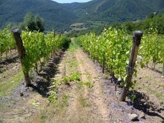 Appartamento Castagnolo - Cortona - 1