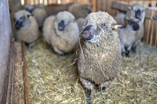 Ferienhof Vordere Alm - 1