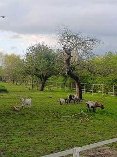 Gîte du Trempal - 1