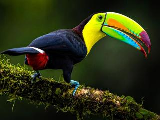 Charming 2-Person Apartment in Playa Chiquita, Puerto Viejo - 1