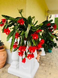 Ferienwohnung mit Terrasse, Garten - 8