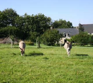 Gîte Le Penn-ty - 7