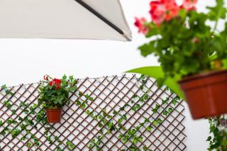 Apartamento Los Remedios Con Patio Andaluz - 4