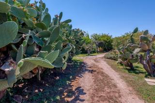 Masseria Copertini - Vernole - 8