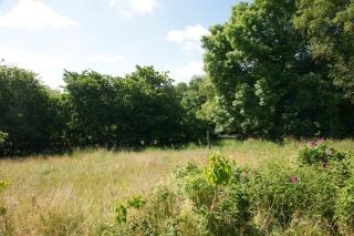 Kate unter Reet im Grünen - 1