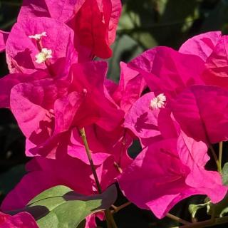 Haut de villa créole caraïbes - 9