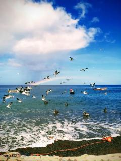 Haut de villa créole caraïbes - 8