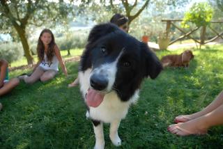 Agriturismo Le Ceregne Bio - 5