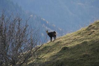 Chalet authentique en vallée verte - Bogève - 9