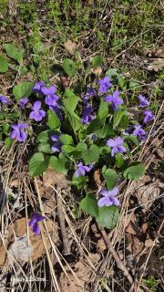 LOU CANTUN D'ENDON - 6