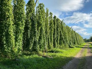 Beim Dorfbach - Die Hofchalets - 4