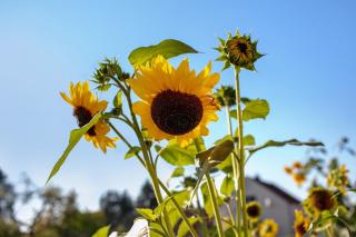 Ferienwohnungen Stolzenhagener 7 - 2