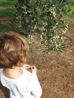 vila GEORGIA stomio beach Filiatra - 7