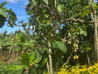 Nature flows Eco-Farm cottage & campsite - 2