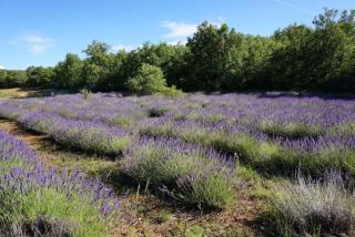 La Buisse - Les 2 Gites - 1