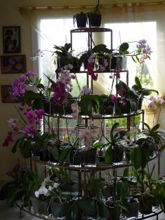 Les Orchidées - chambres d'hôtes - 1