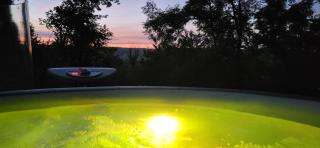 Les Bulles Du Coq De Champagne - 7