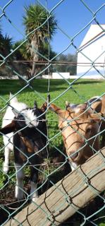 Herdade do Corval - 2