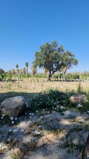 Herdade do Corval - 5