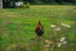 Gîte de Carhalo - 6