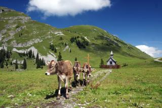 Appartement Moosmann - 3