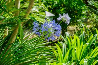 Sous L'olivier - Menton - 3