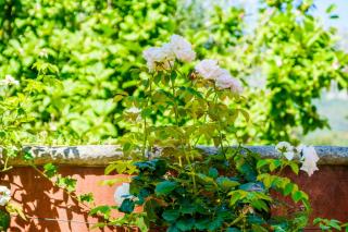 Sous L'olivier - Menton - 4