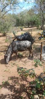 Inyati Guest House - 8