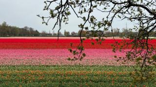 Tulipa Near Beach & Dunes with Free Parking - 7