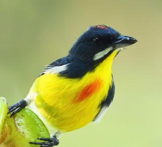 Spacious studio 4, AC, kitchenette, central location - 2