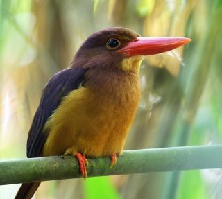 Spacious studio 4, AC, kitchenette, central location - 1