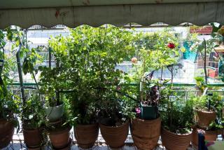 Sunny vintage Athenian apartment!!! - 5