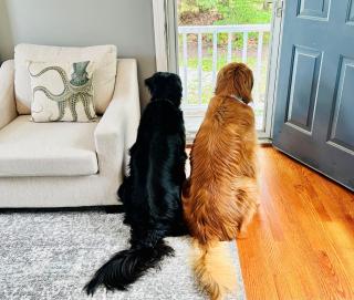 Beach Glass—Space, Fun Furry Friends Welcome - 4