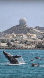 منزل للإيجار اليومي - Ḩilf - 9