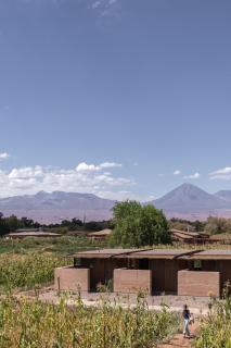 Fauna Atacama - 6