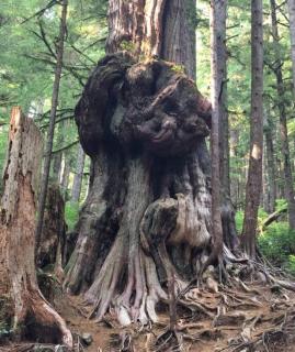 The Great Escape - Port Renfrew - 1