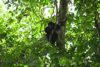Villa Brisa Verde in La Fortuna - Private Jacuzzi - 7