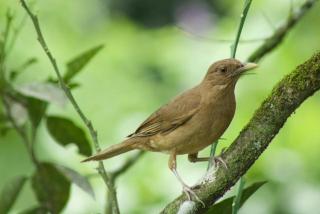 Villa Brisa Verde in La Fortuna - Private Jacuzzi - 3