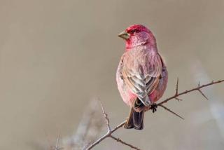 Moljoks Heritage House - 8