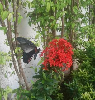 Green House Phuket - Ban Pa Khlok - 3