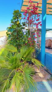 Dirat Al-Ghizal 2 - 3