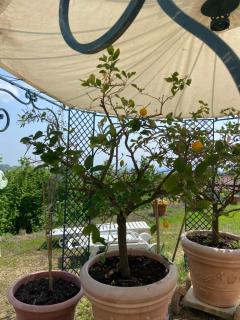 Lanizoladelroero - 4