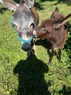 Ferma e Gomaricave Orenjë, Librazhd -Donkey Farm Orenje,Librazhd - 2