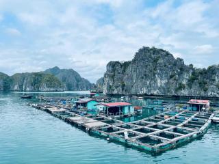 Central hotel Ha Long - 4