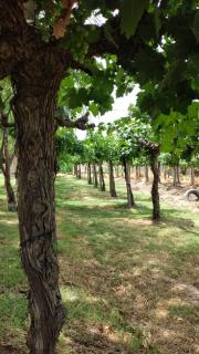 Habitaciones El Sauce - 8