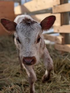 Nakiska Bear Ranch - 7