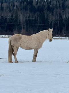 Nakiska Bear Ranch - 9