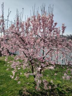 Casa Narciselor - Râşnov - 8