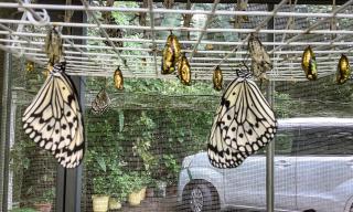 美ら海水族館まで車3分-日本最大の蝶オオゴマダラの観察ok - 8